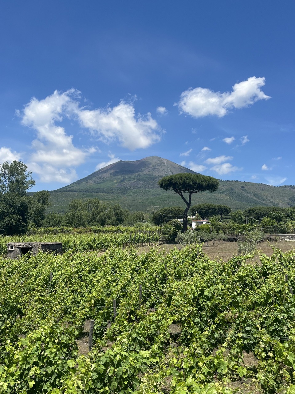 Tour of Pompeii & Wine Tasting on Vesuvius