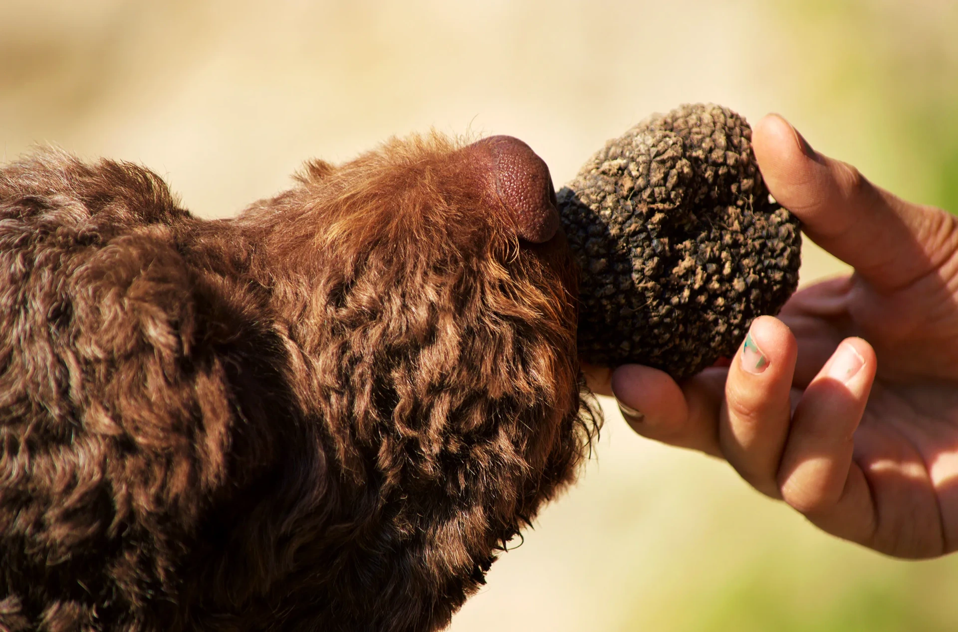 Irpinia Truffle Hunting and Wine Tasting Experience with Transfer